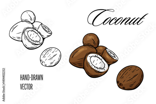 Hand drawn coconut illustration in color and outline versions