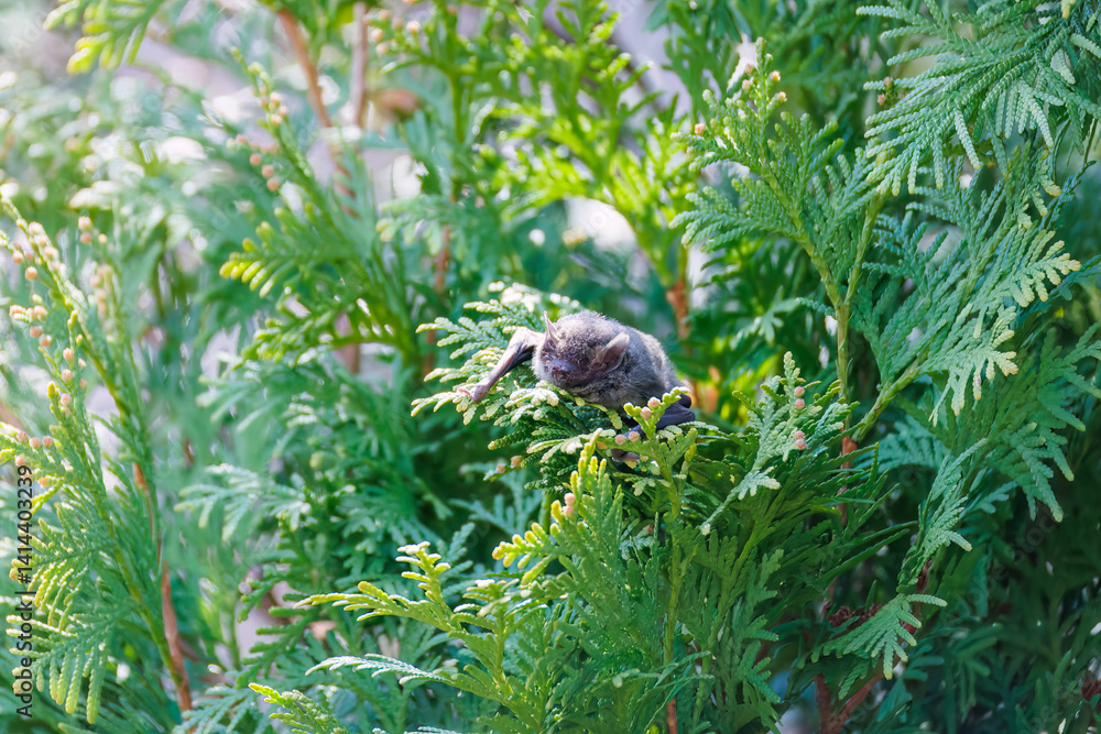 昼間なのに起き出してきた夜行性のアブラコウモリ(ヒナコウモリ科)。
英名学名:Japanese pipistrelle, Pipistrellus abramus (family Chironomidae)
虫を捕らえて食べている。
東京都大田区東京港野鳥公園-2025年
昼間なのに起き出してきた夜行性のアブラコウモリ(ヒナコウモリ科)。
英名学名:Japanese pipistrelle, Pipistrellus abramus (family Chironomidae)
虫を捕らえて食べている。
東京都大田区東京港野鳥公園-2025年