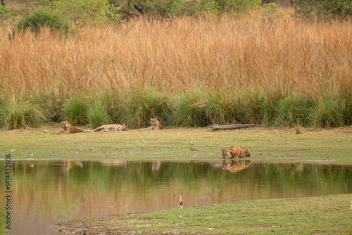 Pack of Bengal tiger in close to the water hole in the forest of Ranthambhore National Park, India. Cubs with famous tigress Riddhi in its natural habitat.