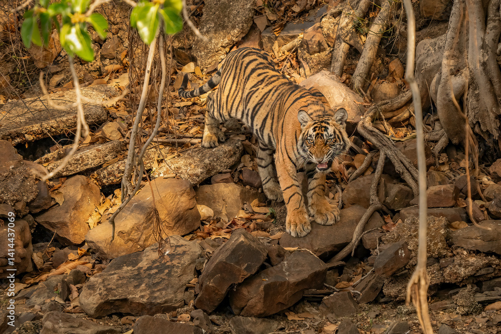Φωτογραφία Young Bengal tiger in in the vicinity of the hunting lodge of Ranthambhore National Park, India
