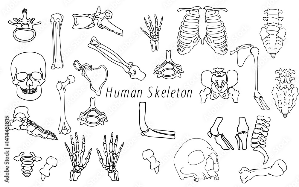 Obraz premium human body skeleton anatomy doodle