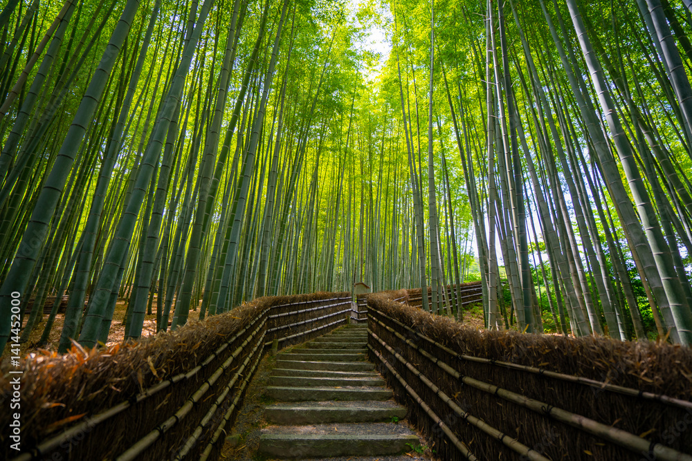 Fototapeta premium 京都の竹林