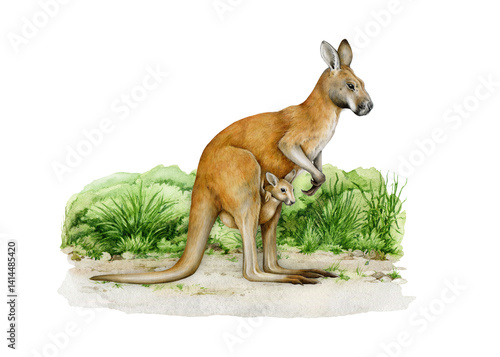 Billede på lærred Red kangaroo animal with joey on grassy ground hand drawn realistic vintage style watercolor illustration