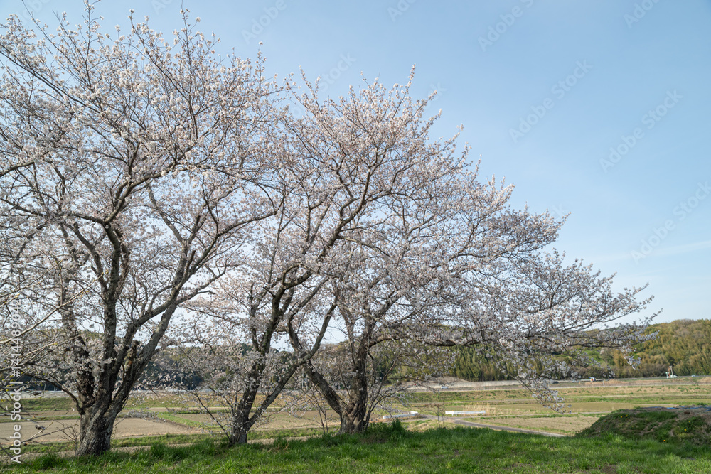 桜が咲く日本の風景