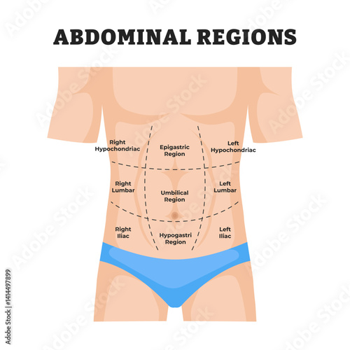 Set of Abdominal quadrant regions, stomach division, educational medical poster design healthcare scheme, labeled hypochondrium, epigastric, iliac, lumbar, and hypochondriac, body organ positions