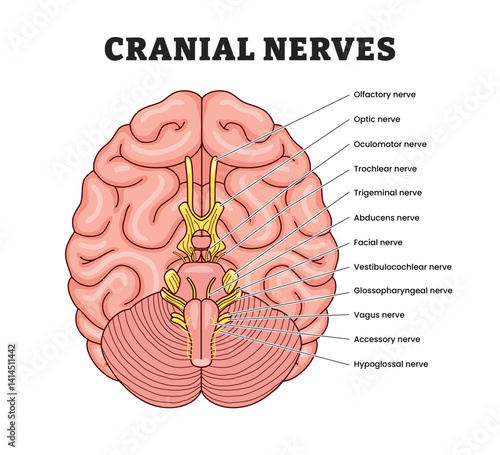 Cranial Nerves structure anatomy diagram, educational medical poster design healthcare scheme, labeled Human brain sections, Transmission of electrical signals between brain, face, neck and torso.Sens
