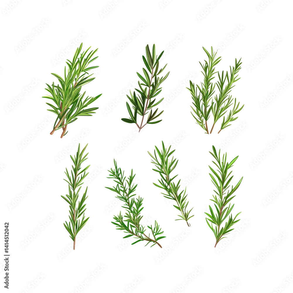 Fototapeta premium Collection of Rosemary Sprigs Realistic Vector Illustration of Fresh Herbs