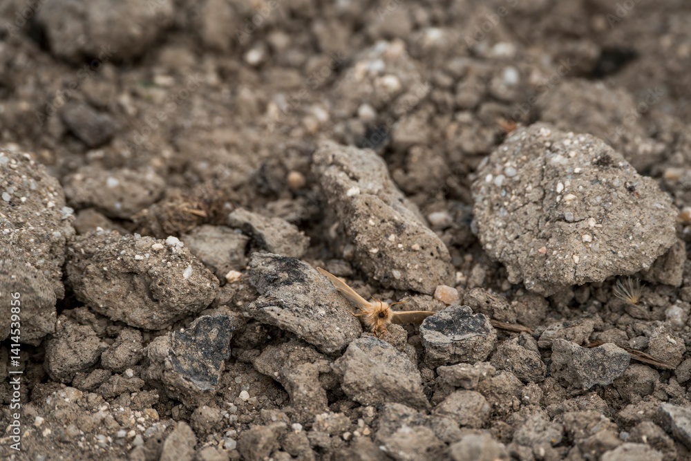 moth insect on the ground moth insect on the ground