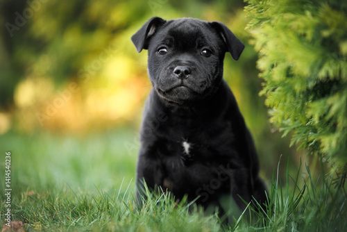 Quadro su tela adorable staffordshire bull terrier puppy sitting on grass