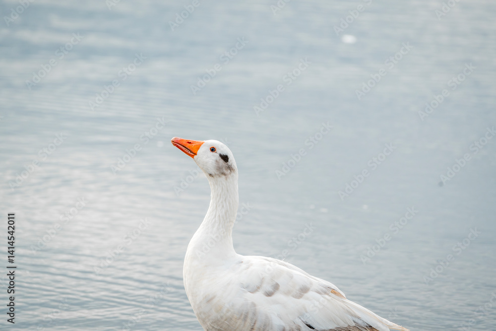 Goose geese water bird at shore pretty and light white Goose geese water bird at shore pretty and light white