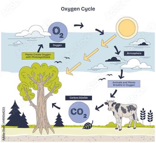 Oxygen cycle diagram shows photosynthesis and respiration. Key elements, tree, cow, atmosphere. Doodle style diagram