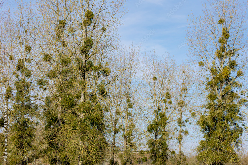 Spring landscape, Bushes of Viscum album on branches trees with green new leaves, Mistletoe is the common name for obligate hemiparasitic plants in the order Santalales, Natural greenery background.