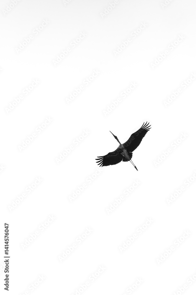 Obraz premium Silhouette of a Bird in Flight Against a White Sky