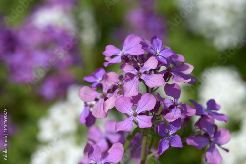 ルナリア　花模様