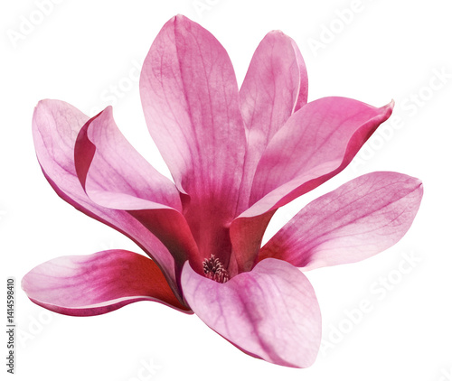 pink magnolia flower isolated on transparent background