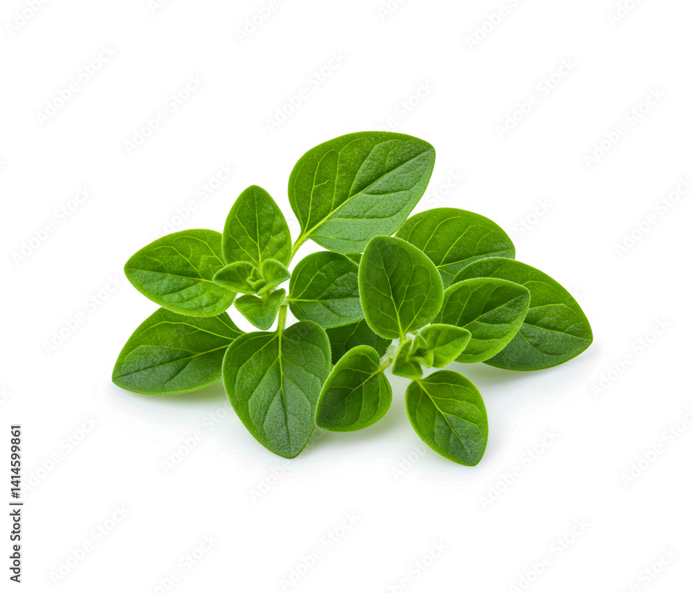 fresh basil leaves fresh basil leaves