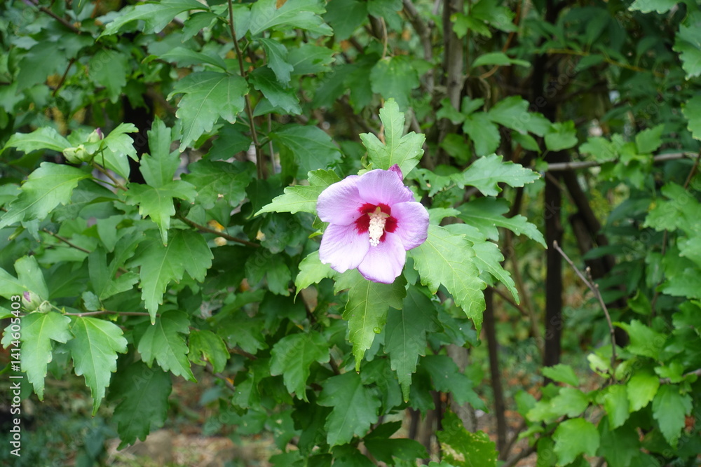 Green leaves and one pink flower of Hibiscus syriacus in August