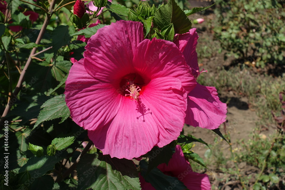 Closeup of pink flowers of Hibiscus moscheutos in August
