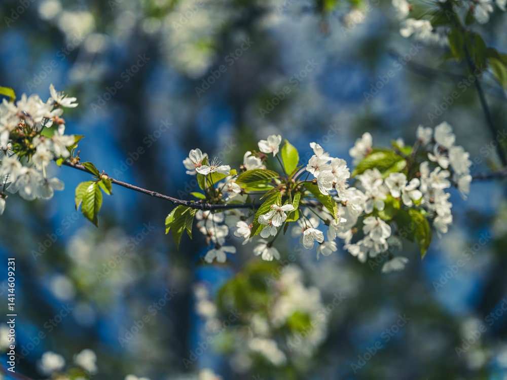 spring blooming trees spring blooming trees