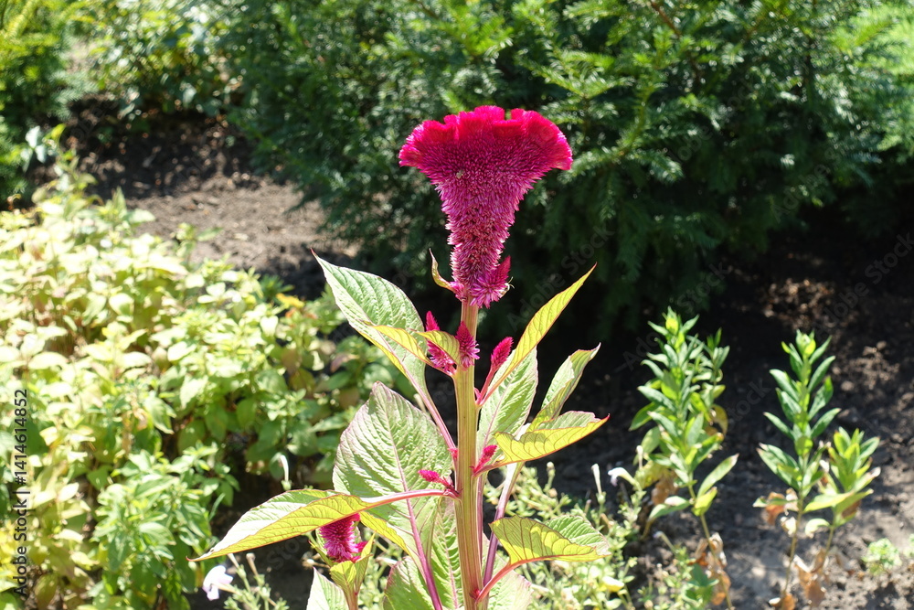 Flower of Celosia argentea var cristata in mid August