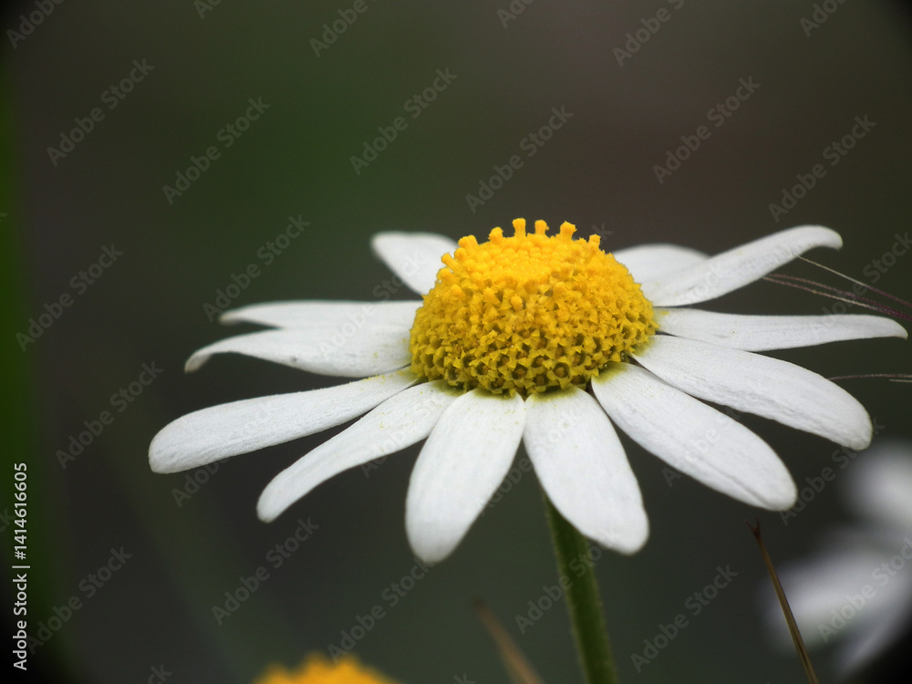 Fototapeta premium Natura