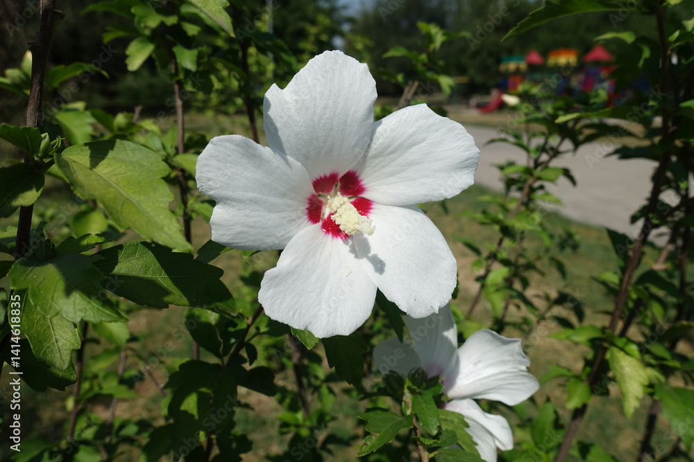 White and red flowers of Hibiscus syriacus in August White and red flowers of Hibiscus syriacus in August