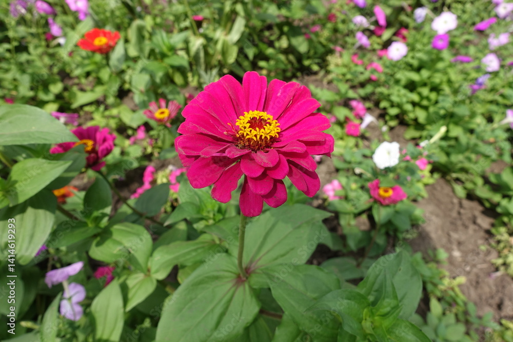 Depp pink flower of semi double Zinnia elegans in July