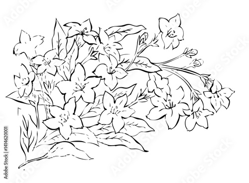 black and white flowers