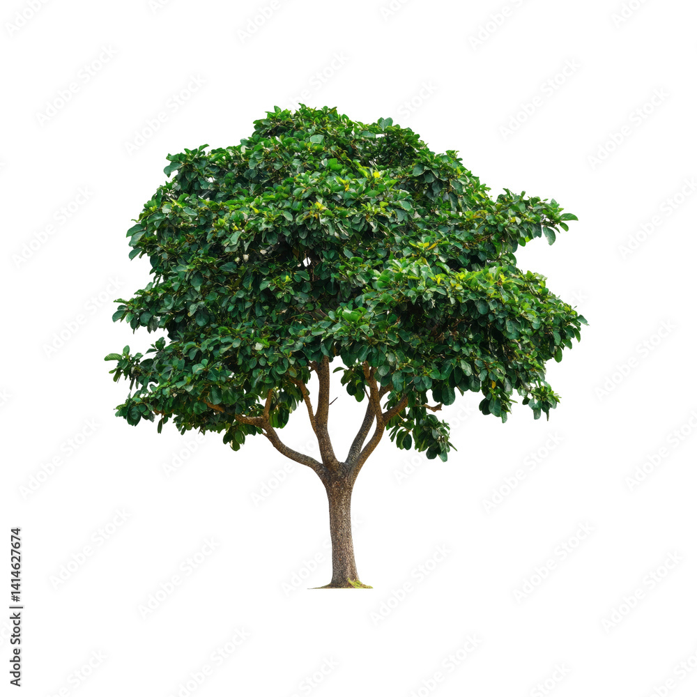Obraz premium Lush Green Tree Isolated on Transparent Background - Perfect for Compositing