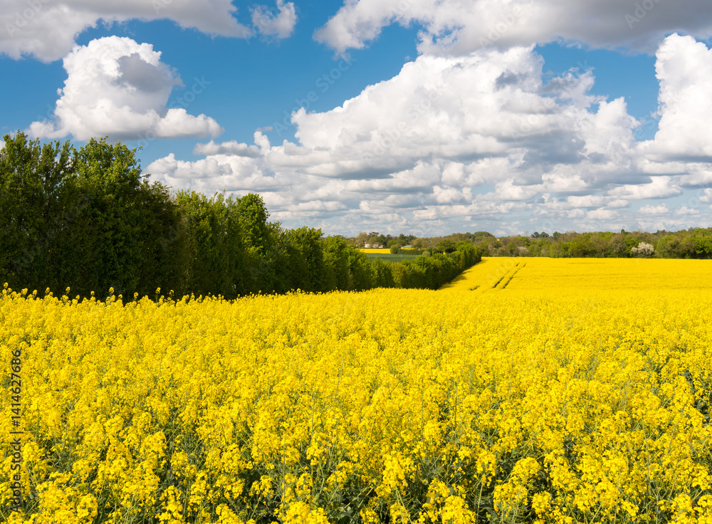 Obraz premium champs de colza