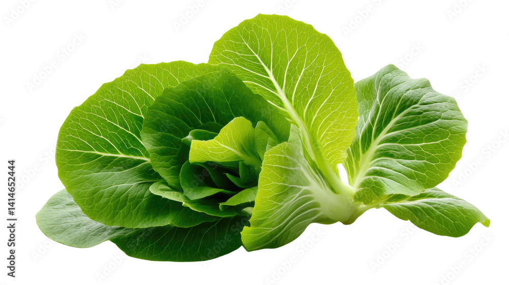 Obraz premium Fresh Green Lettuce: A vibrant head of fresh green lettuce, showcasing its crisp leaves and natural beauty, symbolizing health and wholesome eating.