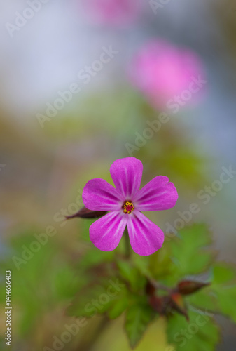 Beautiful close-up of geranium robertianum
