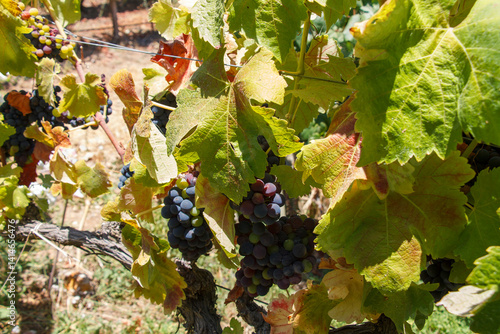 Grape vineyards in a typical winery in Colchagua valley, Chile