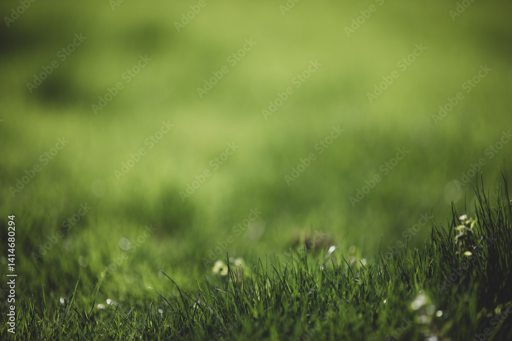 A field of grass with a few weeds in it