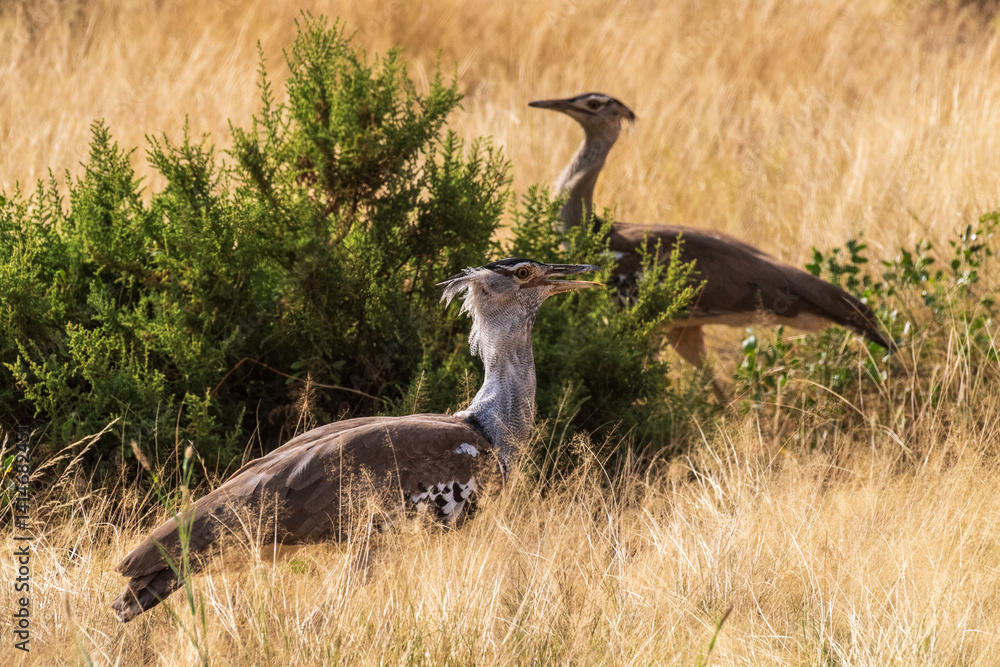 A Kori Bustard -Ardeotis kori- stands tall in Samburu National Reserve, Kenya. Its mottled gray and brown plumage blends with the dry grassland. The large bird, with a thick neck and crest, scans the