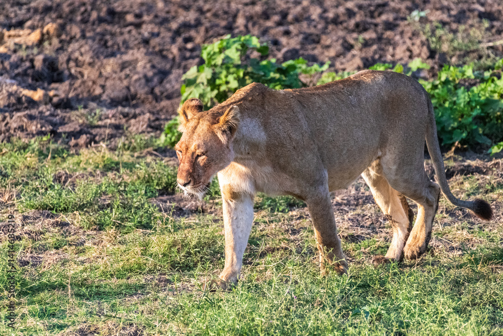Close encounter with a female lion -Panthera Leo- that is walking across the plains of the Serengeti, Tanzania.