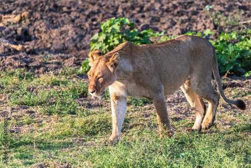 Close encounter with a female lion -Panthera Leo- that is walking across the plains of the Serengeti, Tanzania.