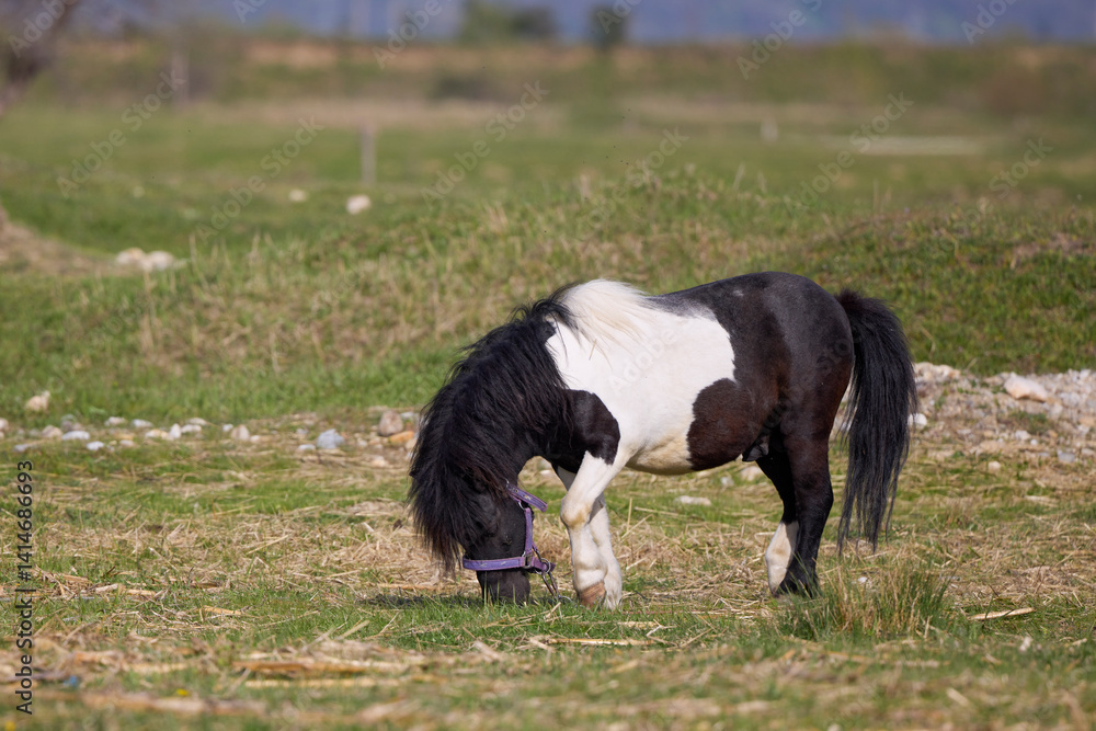 A beautiful pony on a meadow at a rural farm