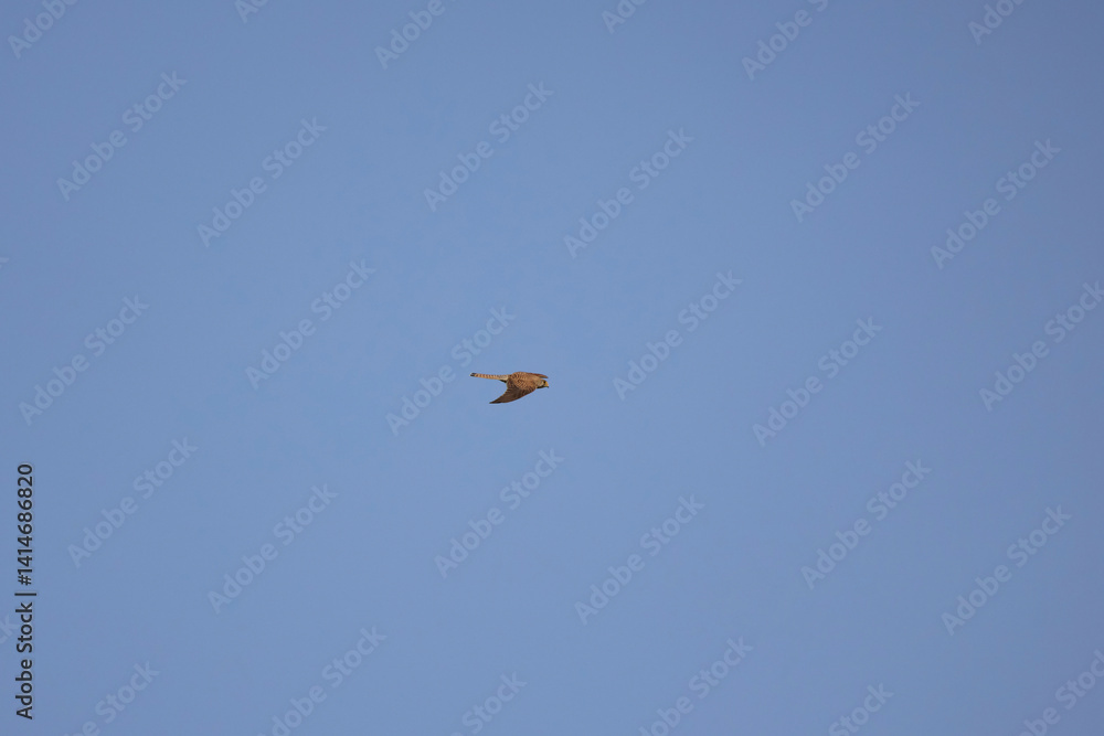 A falcon in flight against a blue sky background
