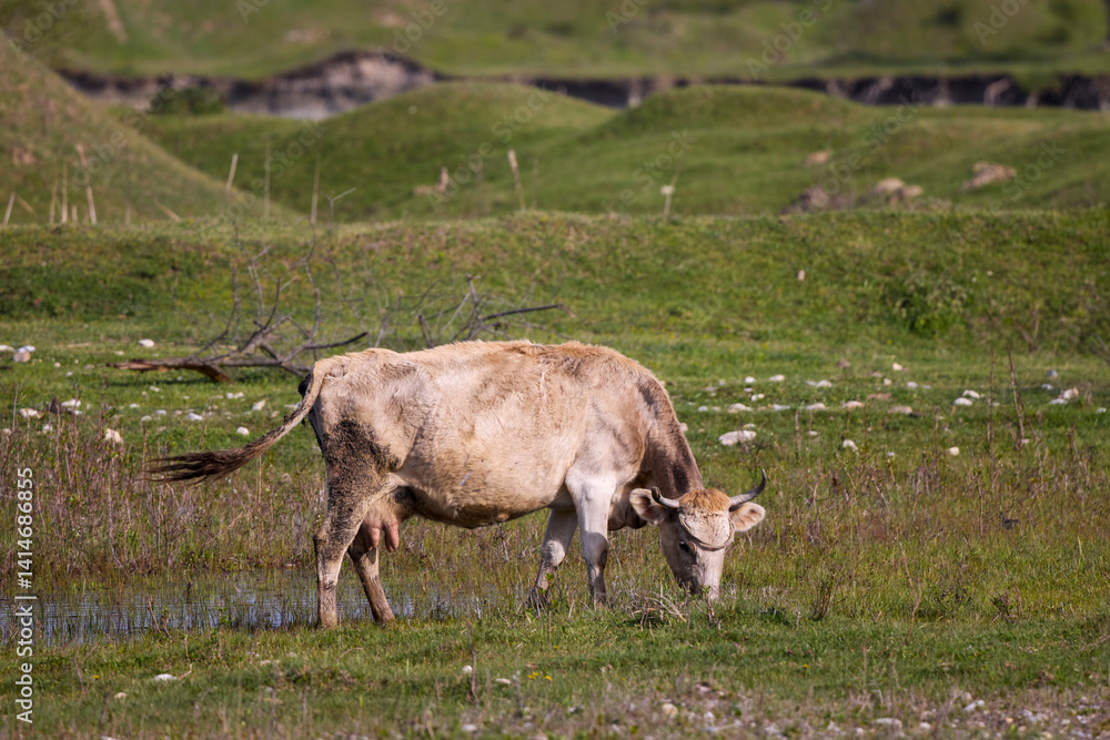 a cow on a rural farm on a sunny day