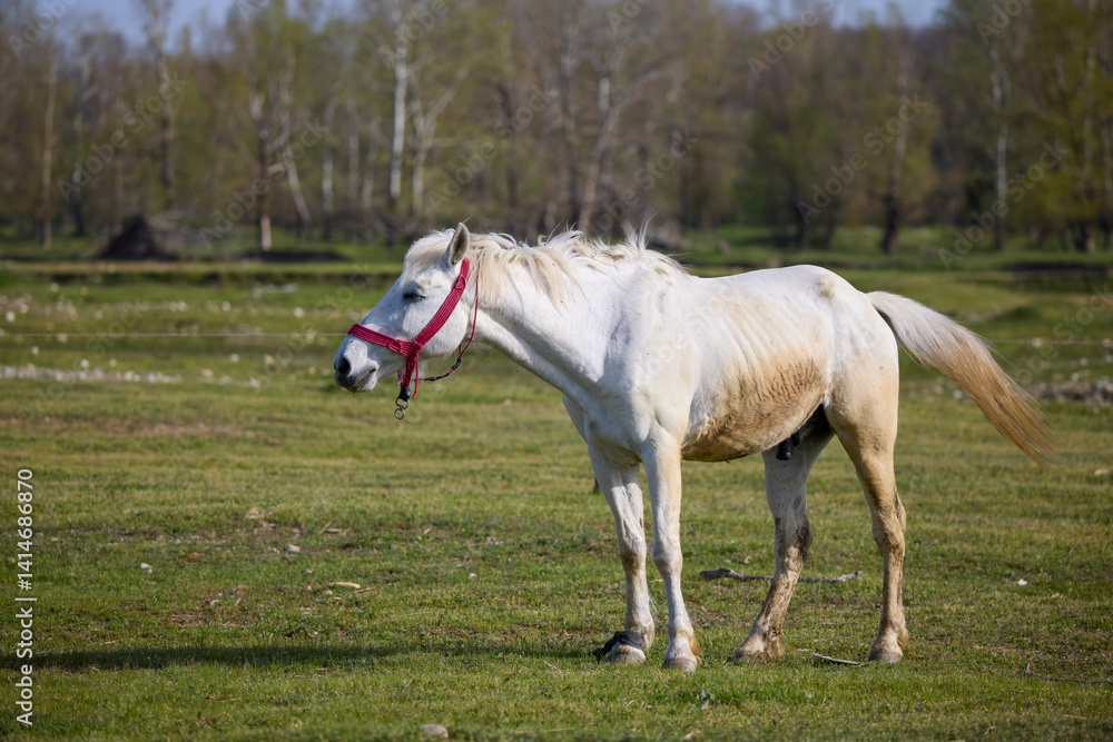 A horse on a rural farm on a sunny day