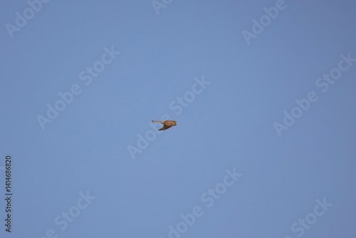 Obraz na płótnie A falcon in flight against a blue sky background w salonie