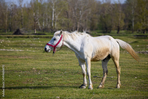 Obraz na płótnie A horse on a rural farm on a sunny day w salonie