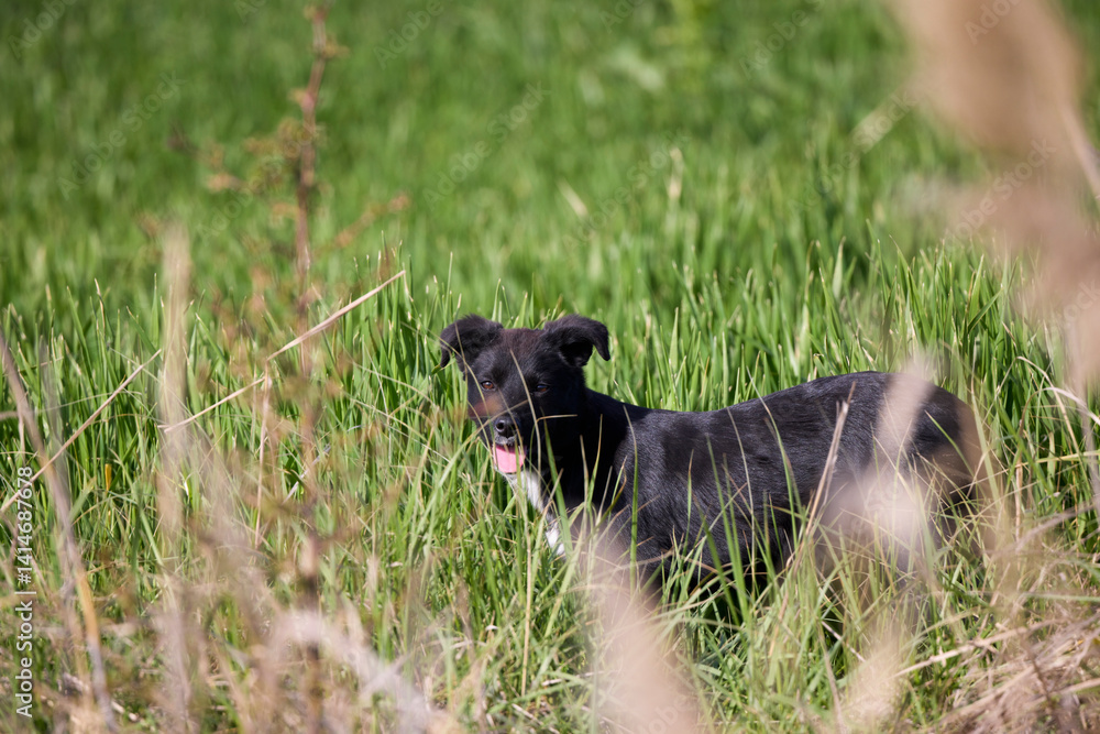 An abandoned dog lies in the grass in a field.