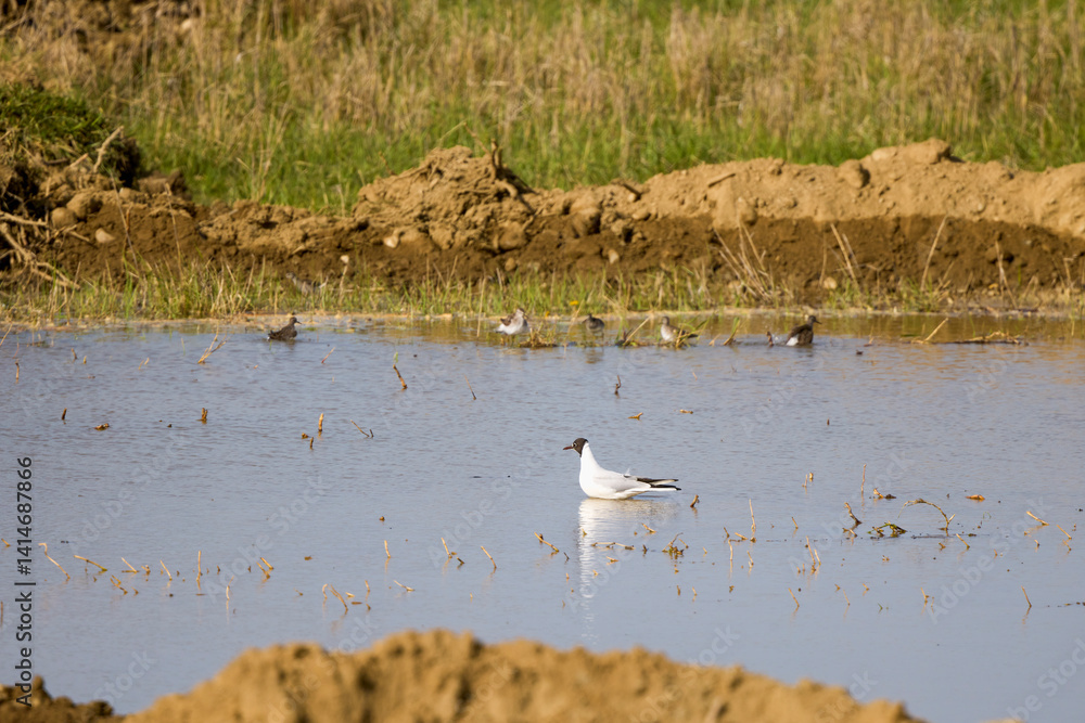 a small pond with a few birds