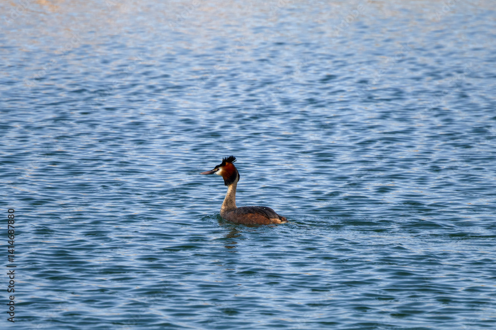 (Podiceps cristatus) swimming on a lake on a spring day