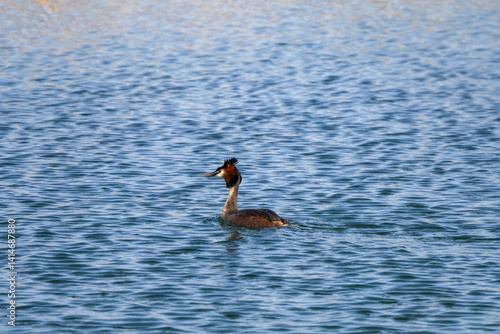 Obraz na płótnie (Podiceps cristatus) swimming on a lake on a spring day w salonie