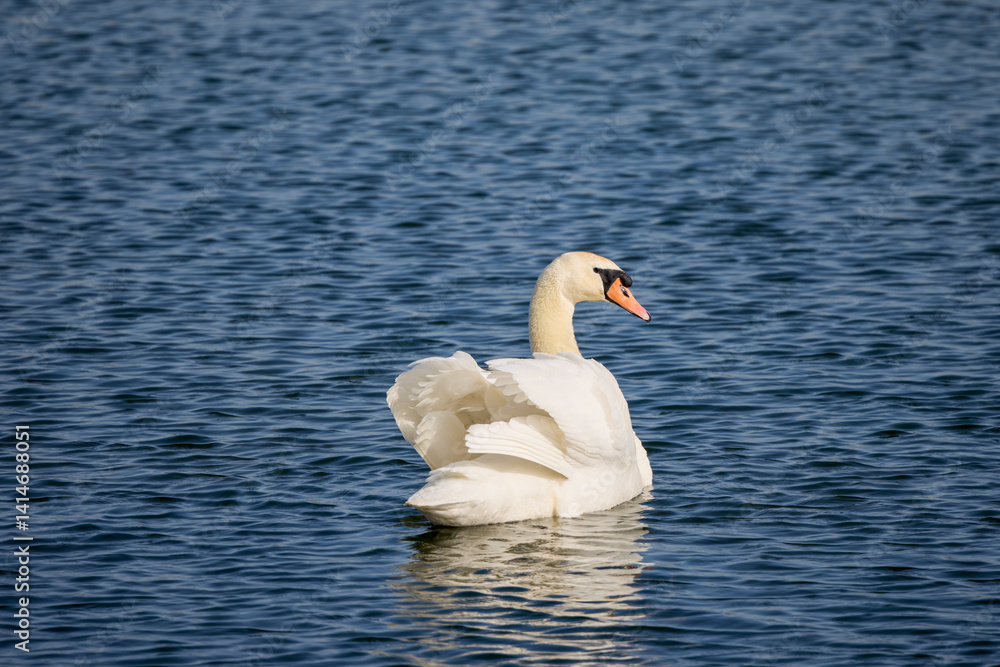 A beautiful male swan swimming on a lake on a spring day