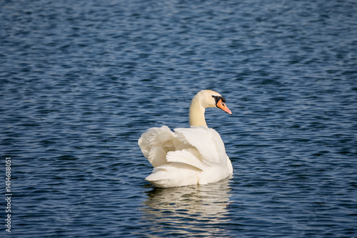 Obraz na płótnie A beautiful male swan swimming on a lake on a spring day w salonie