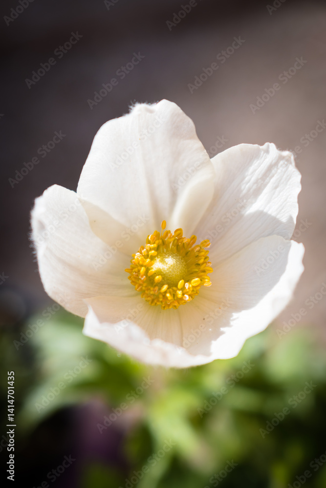 Macro white Anemone sylvestris or Snowdrop Anemone blooming in the garden Macro white Anemone sylvestris or Snowdrop Anemone blooming in the garden